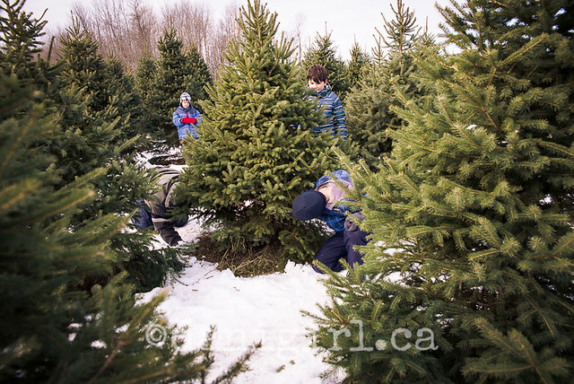 Christmas Tree Quest 2013