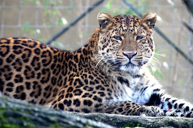 Chinesischer Leopard Julius 2014_01_22 287