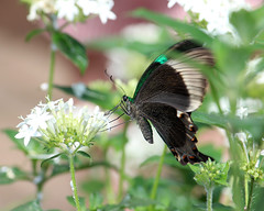 2014 Butterfly Place