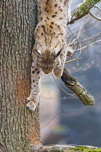 Lynx getting down the tree by Tambako the Jaguar