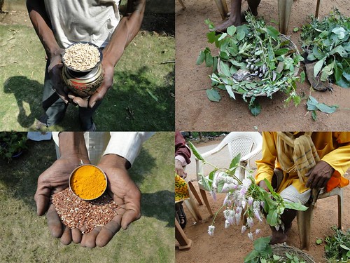 Medicinal Rice Formulations for Diabetes Complications and Heart Diseases (TH Group-7) from Pankaj Oudhia’s Medicinal Plant Database by Pankaj Oudhia