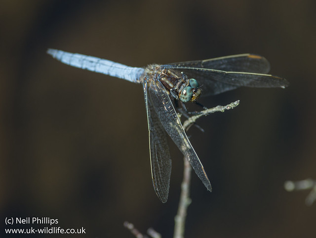 keeled skimmer dragonfly Orthetrum coerulescens
