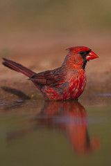Cardinals, Tanagers and Pyrrhuloxias