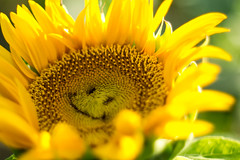 ひまわり - sunflowers