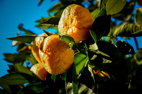 Naranjas 4