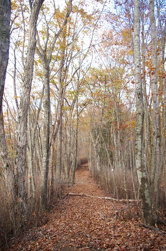 A forest trail by nomachishinri
