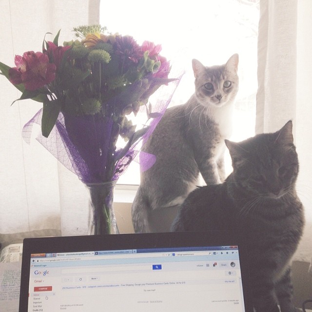 Kitties, flowers and empty inboxes. These are a few of my favorite things ❤️