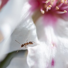 Hello Ant