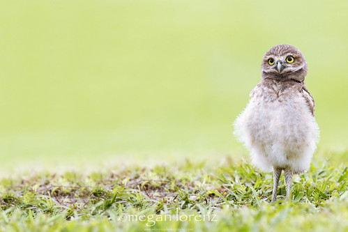 Curious Owlet by Megan Lorenz