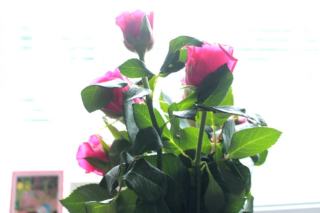 roses 005