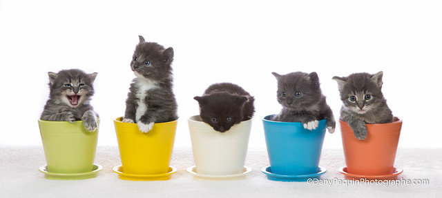 Kitten in pots