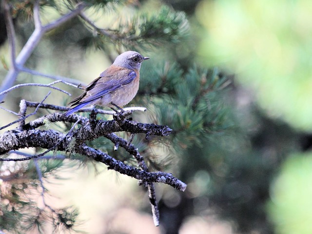 Western Bluebird male 20130619