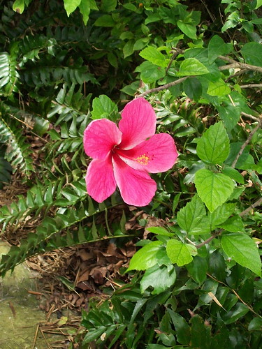 A gorgeous pink hibiscus flower