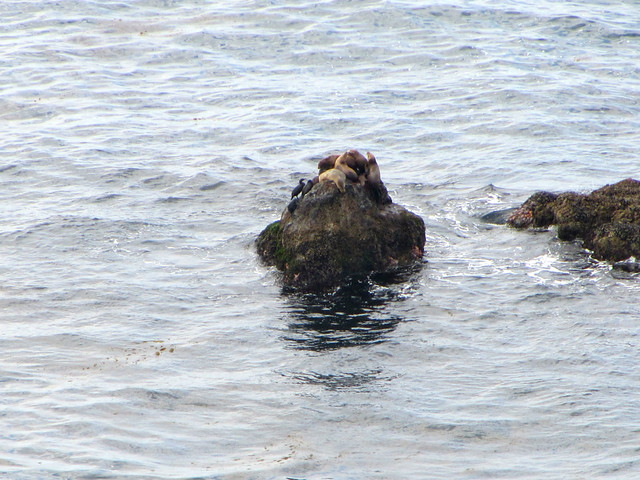 sea lions and cormorants