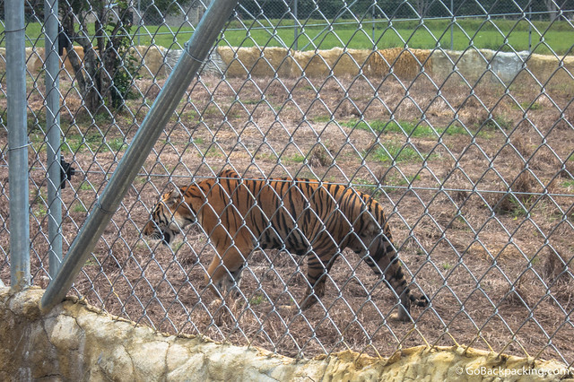 One of two tigers