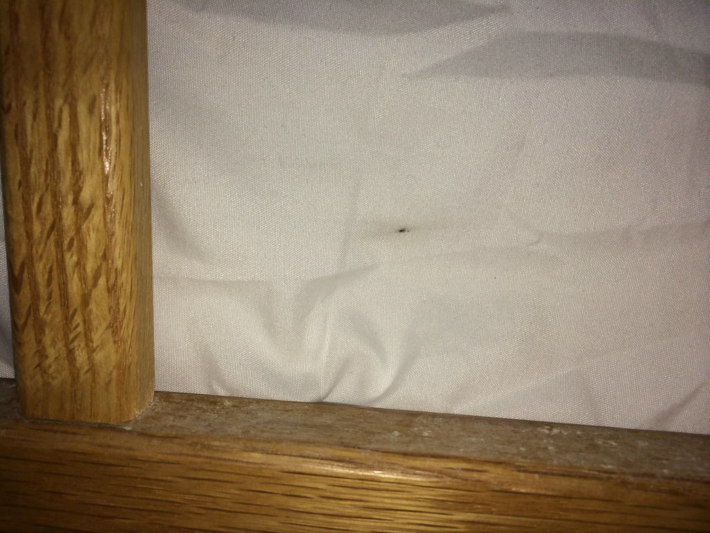 Bed Bug Feces ID needed Â« Got Bed Bugs? Bedbugger Forums