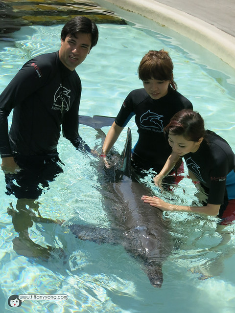 dolphin singapore