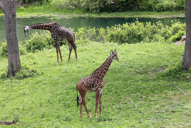 Tate_Zoo_Giraffs