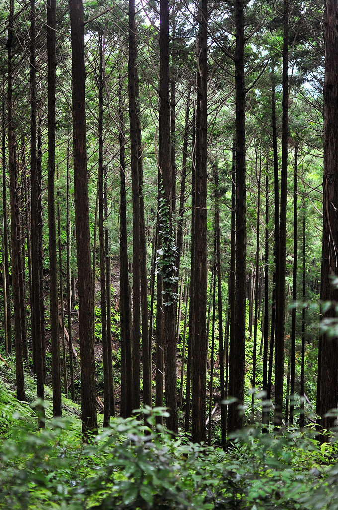 TenryuFutamata Forest Tree Ivy