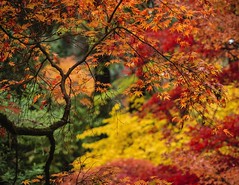 Autumn Colors in the Washington Park Arboretum