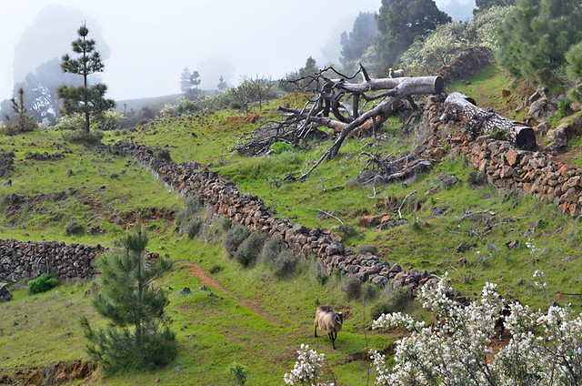 Sheep and Countryside, El Hierro