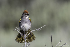Sierra Birding - June 2015