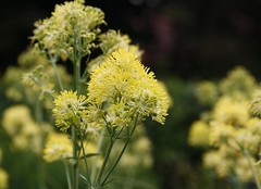 Thalictrum flavum - Gelbe Wiesenraute
