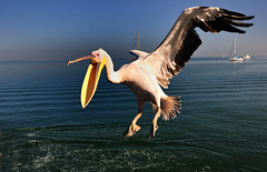 pelican   鹈鹕