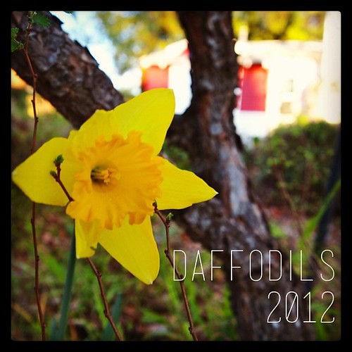 Daffodils 2012