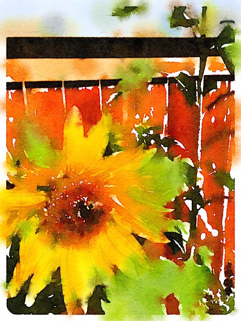 Sunflowers and Fence