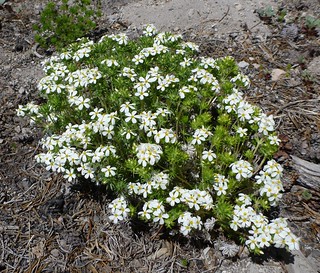 nuttall's linanthus
