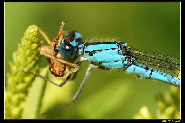 Bluet damselfly feasting on grasshopper