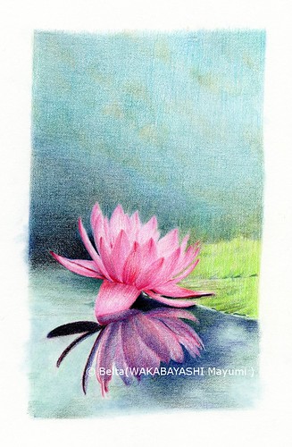 2013_04_25_waterlily_09_s