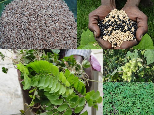 Indigenous Medicinal Rice Formulations for Pancreas Revitalization and Cancer and Diabetes Complications (TH Group-120) from Pankaj Oudhia’s Medicinal Plant Database by Pankaj Oudhia