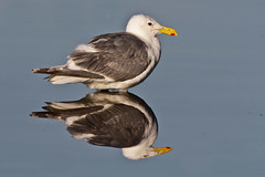 Gulls-Terns