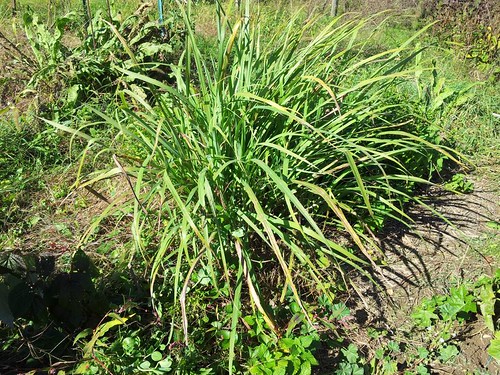 Growing Lemongrass in zone 5