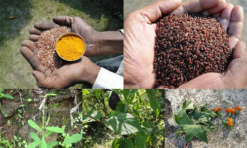 Validated and Potential Medicinal Rice Formulations for Hypertension (उच्च रक्तचाप) with Diabetes mellitus Type 2 (मधुमेह) Complications (TH Group-322 special) from Pankaj Oudhia’s Medicinal Plant Database by Pankaj Oudhia