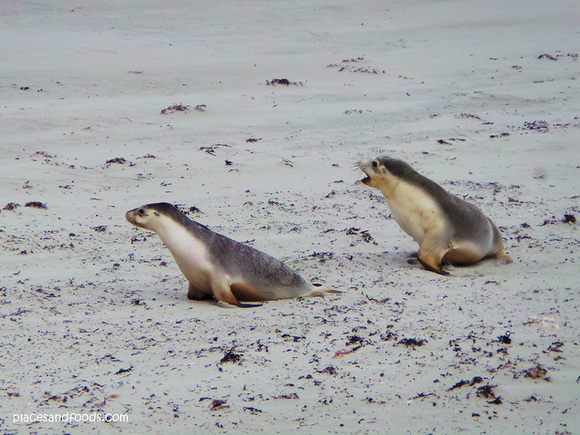 kangaroo island twin baby seals