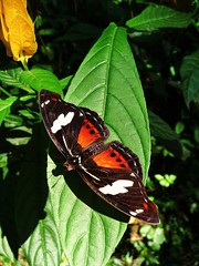 Papillons exotiques - Album général