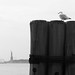 New York gull