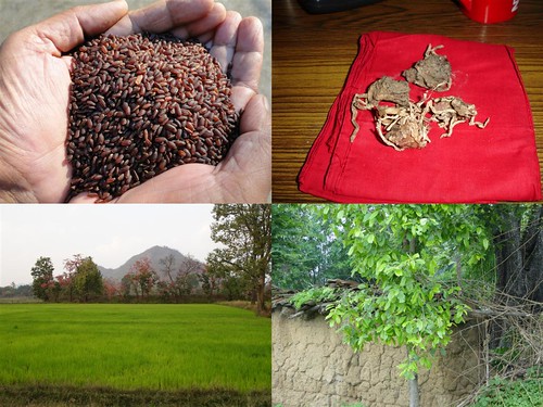Validated and Potential Medicinal Rice Formulations for Diabetes Type 2 and Cancer Complications and Revitalization of Kidney (TH Group-184) from Pankaj Oudhia’s Medicinal Plant Database by Pankaj Oudhia