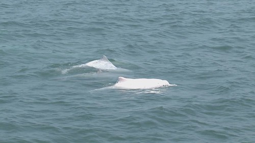 中華白海豚主要棲息在近岸水深10公尺左右的淺層海域，容易受到工業開發區危害影響生存