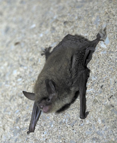 Bats like this northern long-eared bat are important to agricultural and forest ecosystems and are a significant force in keeping insect populations in check. (U.S. Forest Service/Sybill Amelon)