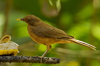 Panama: CCT (as in Clay-colored Thrush)