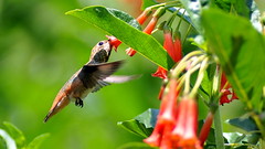 Hummingbirds 3