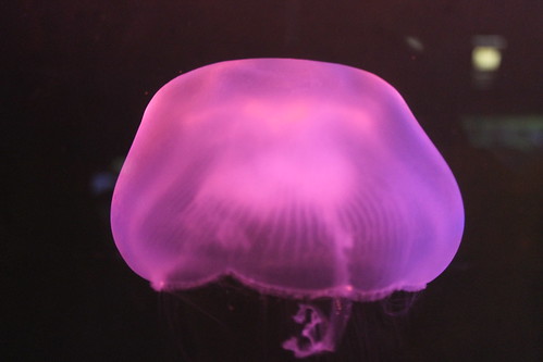 this jellyfish was actually clear but the lighting in the tank made the jellyfish looked as if it was pink