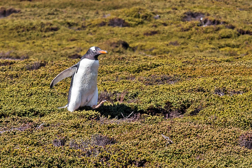 Gentoo Penguin by bfryxell