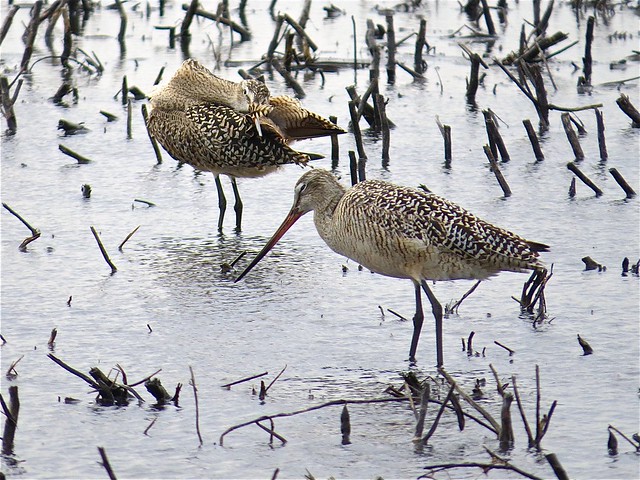 Marbled Godwit in McLean County, IL 07