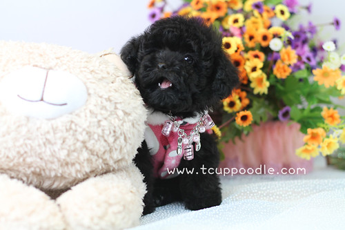 Teacup poodle 7 by 大熊媽媽