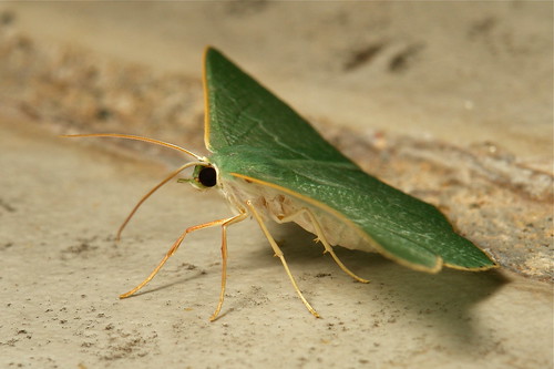 Geometrid Moth (Pelagodes antiquadraria, Geometrinae)